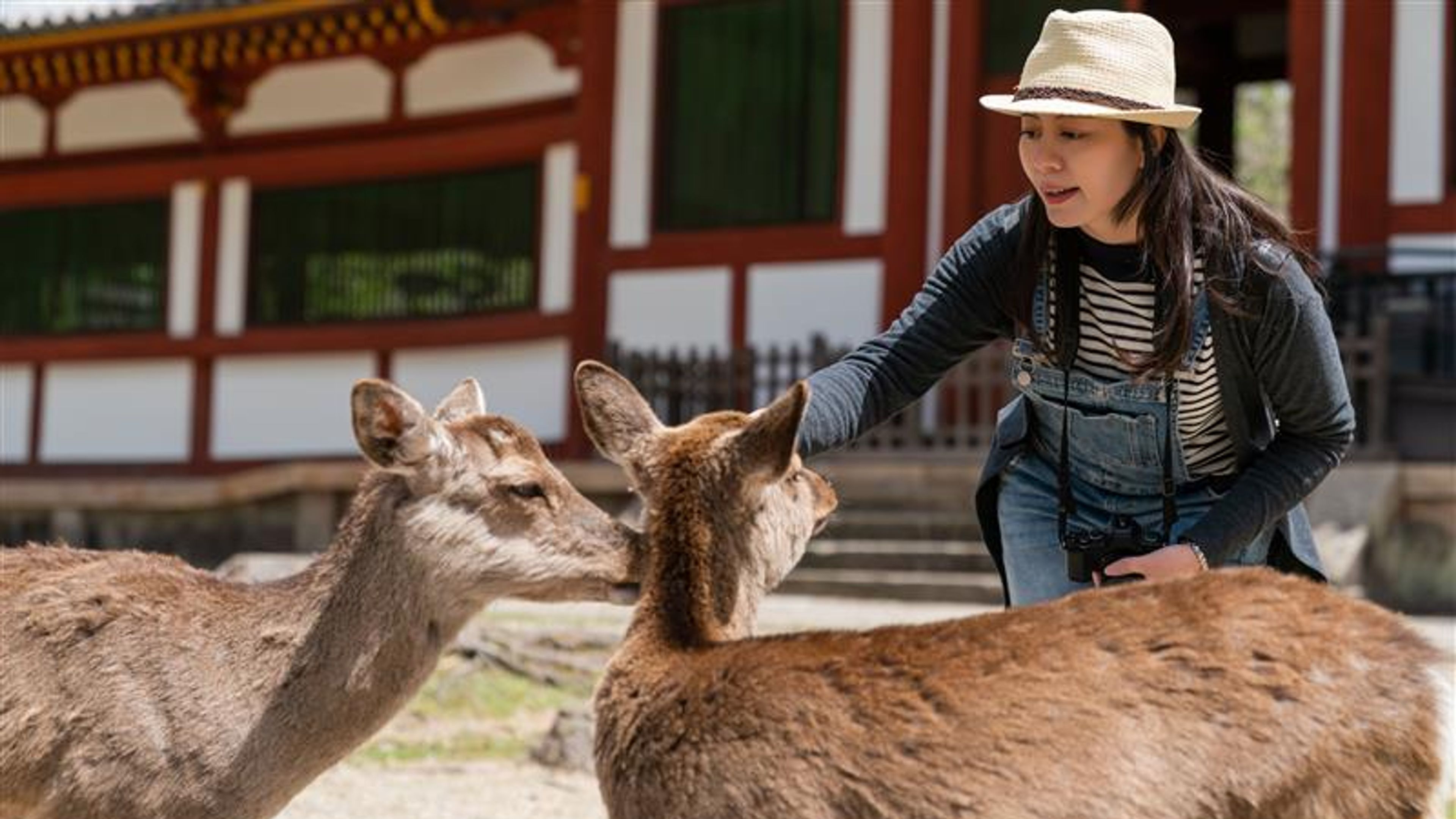 Female backpacker feeding deer